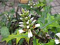 Acanthus ebracteatus