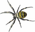 Argiope