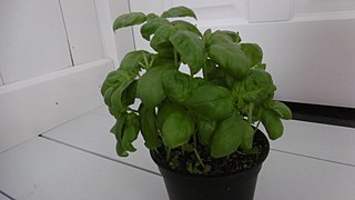 Basil plant in pot 2.jpg