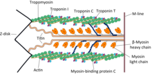 Cardiac sarcomere structure.png