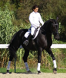 als dressuurpaard, 2011