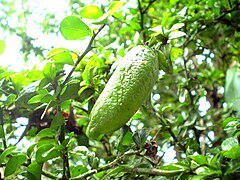 Citrus australasica (« citron-caviar »)