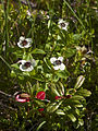 * Nomination: Dwarf Cornel (Cornus suecica), Strynnefjell, Norway --LC-de 17:17, 11 August 2013 (UTC) * * Review needed