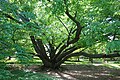 Fagus engleriana, Morris Arboretum, SAD; ova vrsta raste u Kini