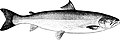 The Salmon (Q107493362)