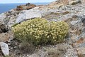 Strohblume (Helichrysum)