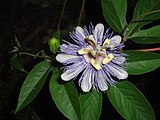 Кветка Passiflora incarnata з вяночкам тонкіх прыдаткаў паміж пялёсткамі і тычынкамі.