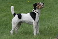 Terrier de Parson Russell