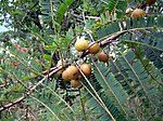 တၞံကလုဲ Indian gooseberry (Amalaka in Sanskrit, amla in Hindi, Amlaki in Bengali, Nellikkai in Kannada and Tamil) -- Phyllanthus emblica, syn. Emblica officinalis