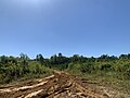 Road to ghost town Volcan, Mississippi in Newton County.