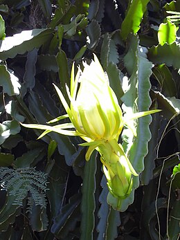 Hylocereus undatus