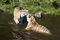 Sibirische Tiger im Kristiansand Dyrepark