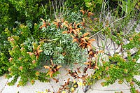 Salvia africana-lutea