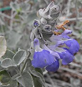 Salvia cedrosensis