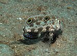 Signigobius biocellatus