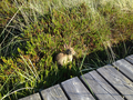 Hare sitting in dunes on Amrum