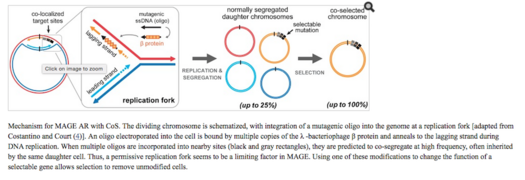 Multiplex Automated Genome Engineering.png