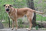 A light brown dog stands in woodland. It faces left but has turned its head to face the camera.