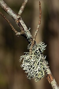 Oakmoss at Myrstigen 3