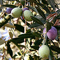 Frutti in via di maturazione