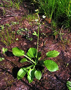 Ratamosarpio Alisma plantago-aquatica