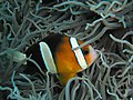 Amphiprion clarkii