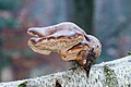 * Nomination Birch polypore (Piptoporus betulinus), Hesse, Germany. --NorbertNagel 11:37, 20 December 2013 (UTC) * Promotion OK. --Mattbuck 01:08, 24 December 2013 (UTC)