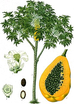 Carica papaya (ilustração do Köhler's Medizinal-Planzen, 1887).