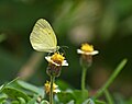 * Nomination: Closed wing position of Eurema brigitta (Stoll, [1780]) - Small Grass Yellow nectaring from Tridax procumbens. By User:Rijuroy89 --Atudu 11:34, 24 October 2024 (UTC) * * Review needed