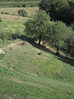 Osla na pašniku blizu Otovec