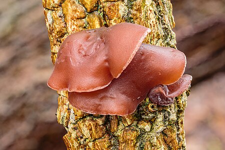 Echt judasoor (Auricularia auricula-judae) op een stam van een vlier. 15-02-2024. (actm.) 15-02-2024. (actm.)