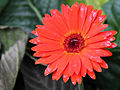 Gerbera Jamesonii u crvenom