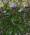 Globularia nudicaulis