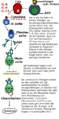 German: Involvement of mast cells in allergy