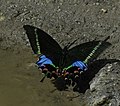 Papilio krishna