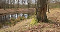 * Nomination Kroondomein, corroded old oak (Quercus) tree next to King Kuil.-- Famberhorst 05:52, 20 December 2013 (UTC) * Decline Nice composition and lighting, but disturbing CA esp. in the trees, and oversharpening. --Smial 17:29, 23 December 2013 (UTC)