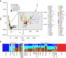 PCA and ADMIXTURE analysis of three ancient Egyptian samples and other modern and ancient populations.[5]