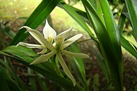 Prosthechea neurosa