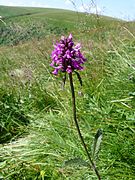 Épiaire officinale