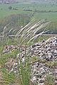 Stipa pennata