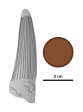 Holotype tooth, with a British penny for scale