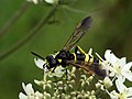 Tenthredo largiflava (família Tenthredinidae) Belgica