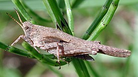 Rantaokasirkka (Tetrix subulata)