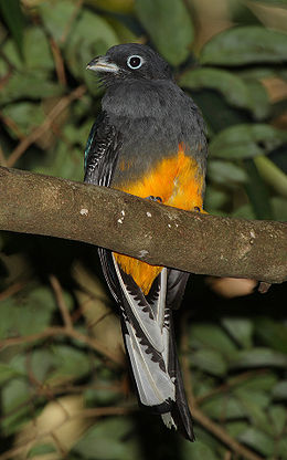 Trogon viridis