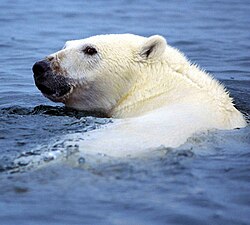 Белый медведь (Ursus maritimus), из семейства Медвежьи