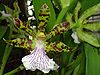 Zygopetalinae: Zygopetalum crinitum