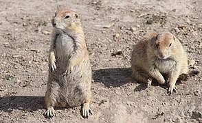 Prairie dogs