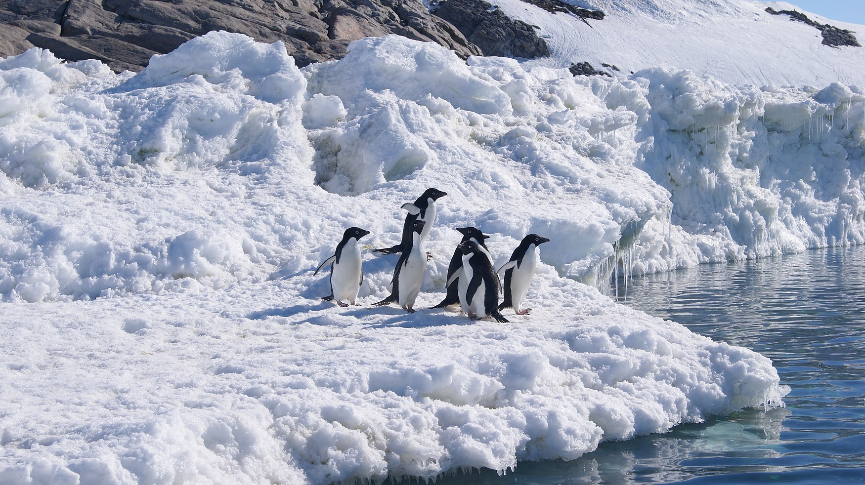 Photographie de manchots sur la glace.