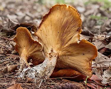 Nevelzwam (Clitocybe nebularis) 24-11-2020. (actm.) 01