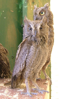 Kyläpöllönen (Otus scops)